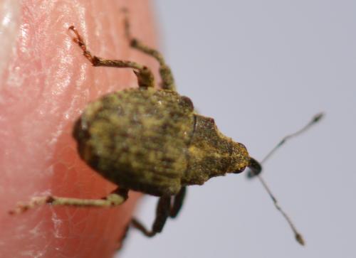 Réf. 304 879 : Parethelcus pollinarius